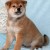 Предлагаю щенков Сиба, Шиба, Shiba-inu