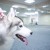 «TOP DOG FITNESS» - фитнес центр для собак