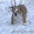 голубо-тигровый щенок английского бульдога, Беларусь