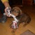 Продается алиментный щенок Родезийского риджбека