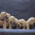 Кламбер спаниель (Clumber spaniel) щенки питомник
