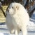 Большая Пиренейская собака - умная подрощенная девочка