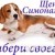 Щенки бигля от чемпионов питомник