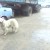 Убежала с передержки самоедская собака