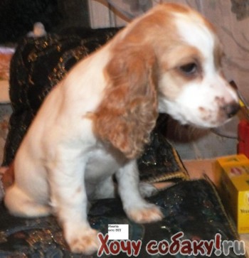 продается бело-рыжий щенок русского охотничьего спание - ХочуСобаку.ру