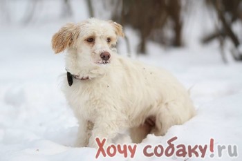 Пропала собака, дворняга, белая, сука, Москва