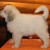 пиренейская собака -щенки лучших представителей породы!