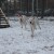 Аргентинский дог щенки от Чемпионов Породы
