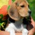 подрощенный щенок бигля