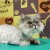 Линька у кота–Экспресс линька или стрижка котов, кошек