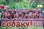 Лучшие породистые щеночки родезийского риджбека в Москв