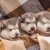 Щенки Аляскинского Маламута/Alaskan Malamute