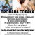 ПРОПАЛА СОБАКА!!! ВОЗНАГРАЖДЕНИЕ 30000!!!