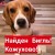 Найден бигль