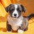 Welsh corgi cardigan