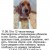 Потерялась собака бигль