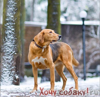 Молодая красавица Диана, собака породы русская гончая 
