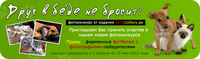 http://www.hochusobaku.ru/img/konkurs_9.jpg