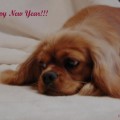 Жасмина поздравляет всех с наступающим Новым Годом!