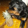 Самсон играет с ананасиком!