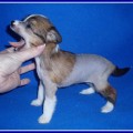 Chinese crested dog, HA female for sale