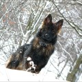 Волк в зимнем лесу :)