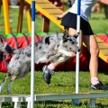 бордер колли Вэйка на Чемпионате России по аджилити! 
Самая активная и позитивная собака!
