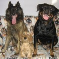 Счастливые собаки - Анчи, Ника, Кася. Рождество 2009.