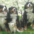 мои собаки,май,вишня,Коломенское