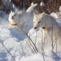 Соревнование моих щенят породы Сибирский Хаски 