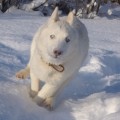 Тренировка щеночка  породы Сибирский Хаски перед заездом в упряжке 
