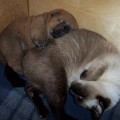 Щенок чау (3 недели) спит на своей няньке, сиамской кошке.