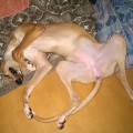  ,   )))
(   ,       -   .    .)