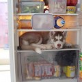 Борис Николаевич в холодильнике у сестры в гостях после её поездки в Китай. Теперь он уже туда не влезет)))))