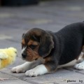 Photo by Raskal Animal.