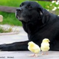  2011. photo by Raskal Animal