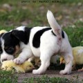 photo by Raskal Animal.