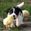 photo by Raskal animal