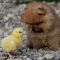 photo by Raskal Animal.