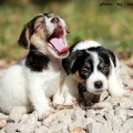 photo by Raskal Animal.