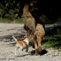        . Photo by Raskal Animal.