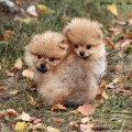 photo by Raskal Animal