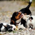     ,     . 2011.
 Raskal Animal