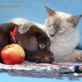    , ?..

   
 : www.mekong-bobtail.ru
 : www.labrador-sobaka.ru
  !!! 