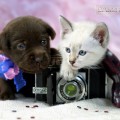 

   
 : www.labrador-sobaka.ru
 : www.mekong-bobtail.ru
  !!! 