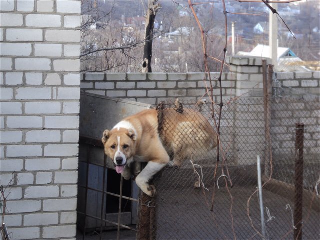 Вольер для собаки с зимником — 2х4 метра от «Все-вольеры»