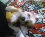 Daxter-Shkoda