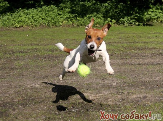 crazy dog Vegas