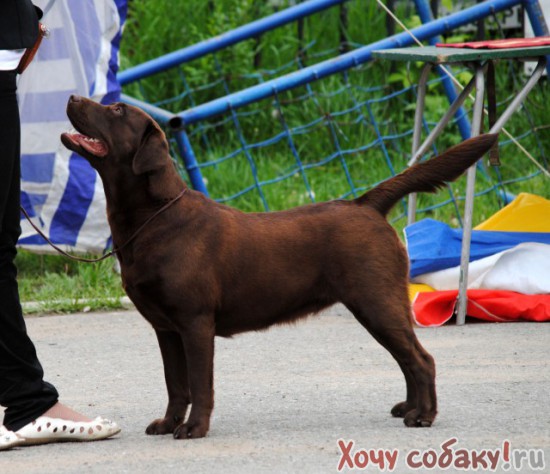 Выставка собак в Хабаровске 12.06.2011