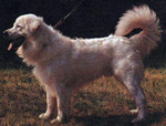 Фотография собаки породы Словацкий чувач